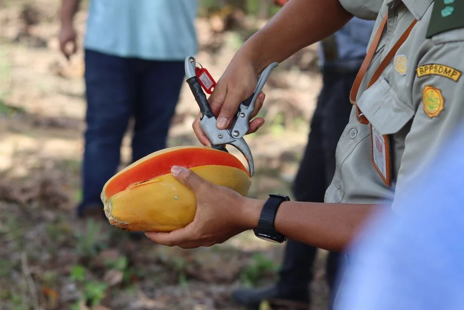 Panduan Lengkap Memulai Usaha Menanam Pepaya untuk Pemula